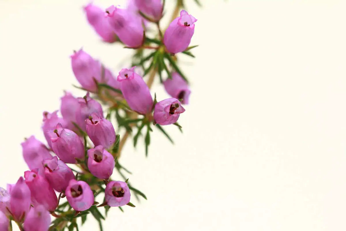 Se muestra una flor rosa de brezo.